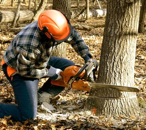 Tree Removal in Okeene, OK